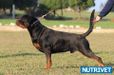 Odin The Empire Of Moroccan Rottweilers