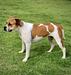 Kingdom’s RED GIRL of ROGUE NATIVE BULLDOGS