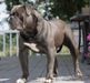 Majestic’s Silver Smith AKA Bullet