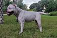  KiWS' Bulldog Adamao aka GIA
