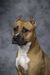 Champion RKF, Champion of RUSSIA GAV DOG SHOW GRETTA MY GRIMS