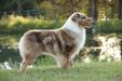 AKC/ASCA/UKC CH Copperridge’s Espionage