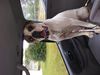 CMB'$ Ares of Neal's American Bulldogs