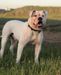 VF King @Royal Hussle Bulldogs