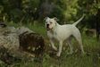 Chrome Ridge Kennels Your Majesty @ Royal Hussle Bulldogs