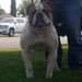 World ReNowned American Bulldog's Bully