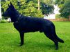 Krille's Rosco
