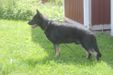 Krille's Rocco