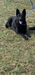 Karma Vom Alabama Police K9
