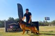 Govinco vom royal kennel
