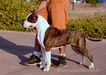 Amstaff Camarilha Nebulosa de Luphon