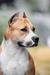 JCh JGrCh GrCh NYMERIA DIREWOLF VIA FORTUNA