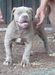 Konda Bulls Reed