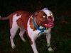 Only Built Bulldogs Queen Egypt of Buff Bullies