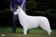 Royal Aspen Little Wolf Love