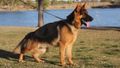 Taz Von Shiphra