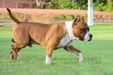 THOR III AMSTAFF BANTIN