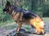 Adelhaid Vom Brendstar