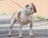 DIAMOND BULL'S BLOOM OF GUERO EVOLUTIONS