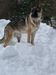 Shenandoah German Shepherds Sonya