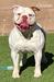 Sirline Bulldogs Lady Cream