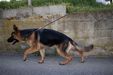 Baxter di Castel Ruggero