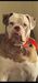 SMITH’S BEAUTY XENA BELLE