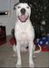 Parlier’s Roxy of Cram’s American Bulldogs