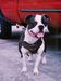 Morejon’s Bam Bam of Cram’s American Bulldogs