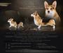 EJW, INT CH, Multi CH, BISS, JBISS, Multi BOG, EuroCorgi BD Born to Be Your Morning Dreams Come Treowe (nbt)