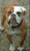  Keiser's Cujo