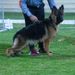 MARS VOM CAIRO KENNEL