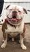 Strong Side Dak of Mares Bulldogs