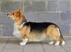 KAZ CH, 2xCACIB Hennessy Polka Susumelle