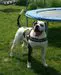 CTA Country Bulldogs A8 Kohei