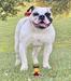 Paparazzi kennels Wasabi of Steal Built Bulldogs