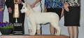 BIS, Int Puppy CH Of Trebons Berger Blanc Khalessi