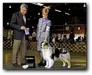 AKC/ASCA CH Blue Isle Dancing in Victory