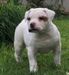 The-Imperial-bull's Blanka of Eremo Bulldogs