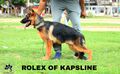 Rolex of Kapsline