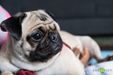 Paris from Monica's Pugs