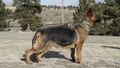 Winchester Sagebrush German Shepherd