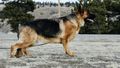 Remington Sagebrush German Shepherds
