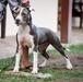 Nevada Dumont Amstaff