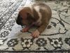 Montana Dumont Amstaff