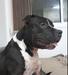 Capitão Black Dumont Amstaff