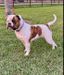 CR Bulldogs Sugar of SRT's