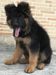 Hicko von M.E Kennel