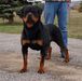 UKC Ch, V1, IABCA HrnCh-G Eryx From Pantheon Rottweilers