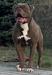 Outlaw American Bulldogs Hemi